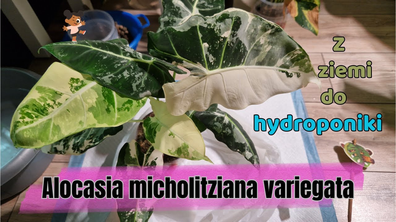 Z ziemi do hydroponiki Alokazja micholitziana variegata 🪴💦