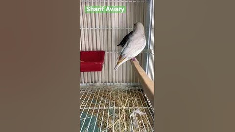Mashallah Red thought sparrow #jawa #finches #youtubeshorts #youtube #ytshorts