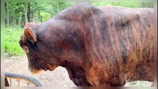 🐂 Redford said this is my road boy.