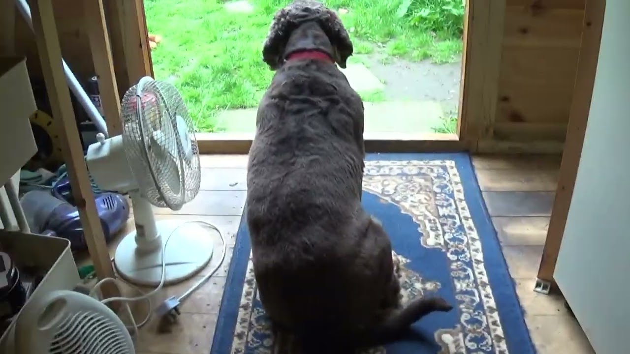 A Couple of Trains and a Couple of Dogs