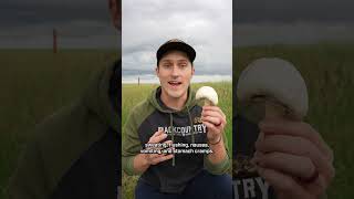 This Mushroom Is Toxic! #foraging #mushroom