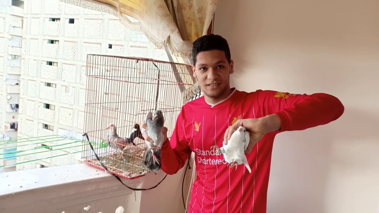 نش الزغاليل من البلكونه وخربو الدنيا #عبدالله_عادل