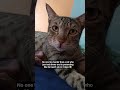 pretending like he hasn't ate in 3 days🤣😸 #cat #funnycat #ytshorts