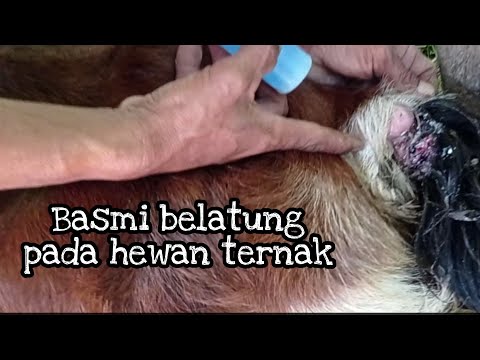 Basmi belatung dengan mudah dan murah