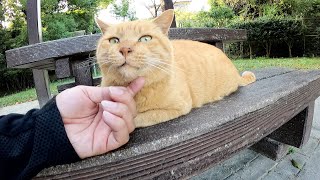 ベンチに座るおじいちゃん茶トラ猫をモフったら個性的な鳴き声で喜んだ