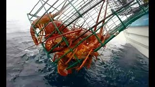 Pesca de lagosta / Fishing Lobster ,Pesca de la langosta (26.03.)ロブスター釣り 龍蝦釣魚 صيد سرطان