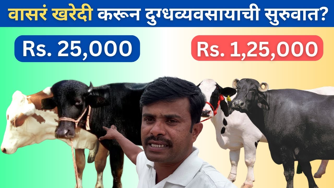 वासरं खरेदी करून दुग्धव्यवसायाची सुरुवात?