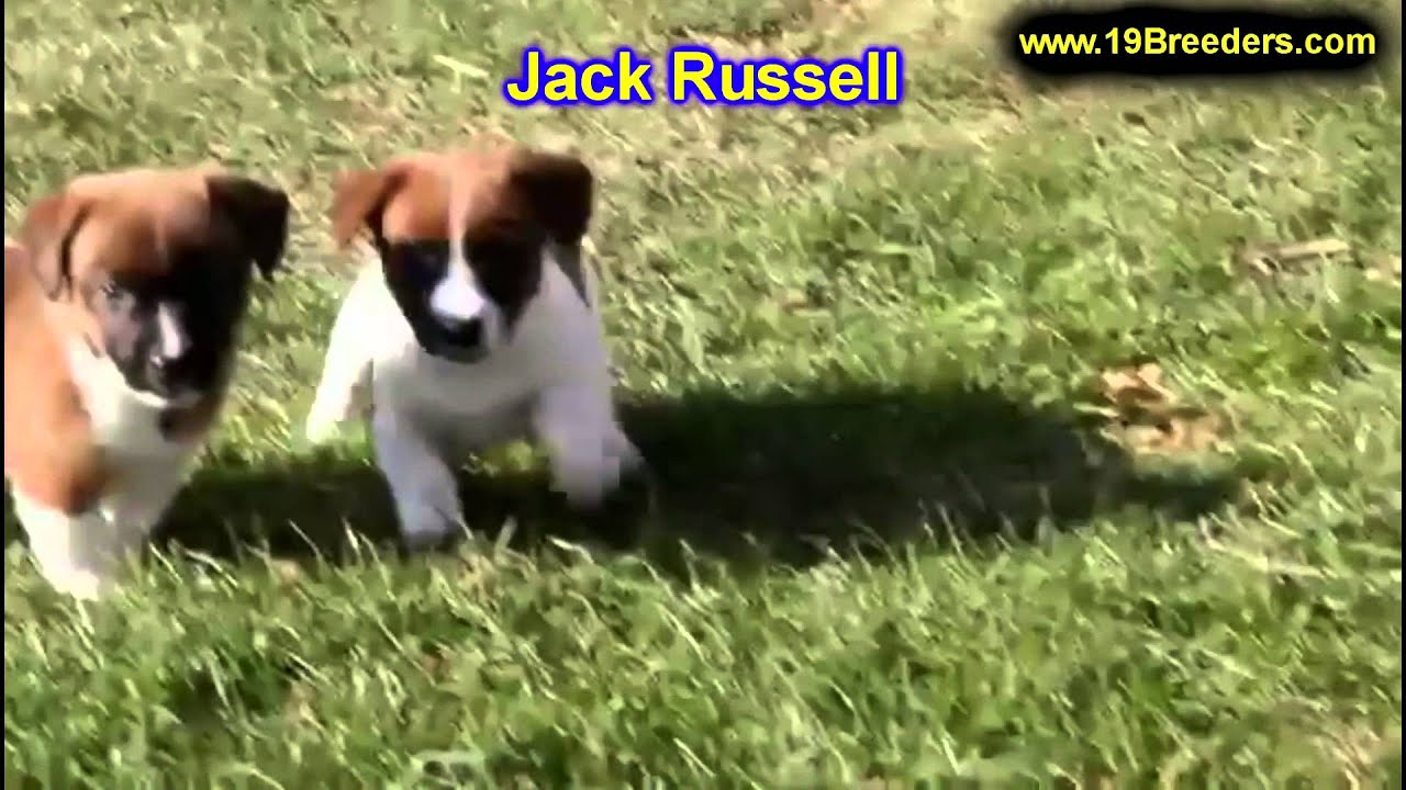 Puppies For Sale Grand Island Ne Puppies For Sale Grand Island Ne