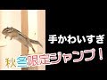 そろそろシマリスモモさんが本気を出したようです/EXTREME JUMP OF CHIPMUNK!!