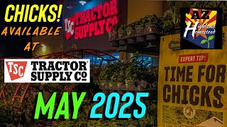 Chick Days - Tractor Supply Prescott, AZ May 2025