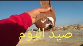 صيد اليوم طيره حمره لعيون المتابعين