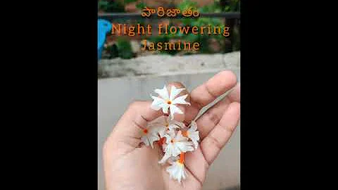 Parijatham|Night flowering Jasmine|RC Farmstead|Flowers