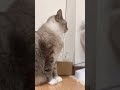 猫に怪しまれずに近く