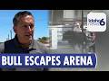 Parma Inferno bull briefly escapes arena, draws reactions from spectators