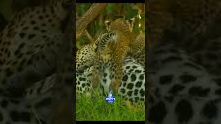 Котята играют с мамой #звери #animals #фильм