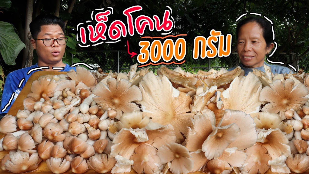 พ่อยอมกลับบ้าน เพราะสิ่งนี้ ได้เยอะมาก!! หาเห็ดป่า เห็ดโคนป่า l ครัวป่าไผ่ SAN CE