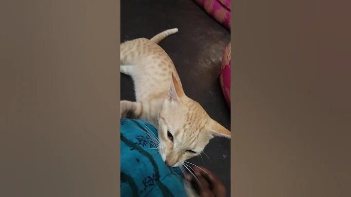 Watch the video about Mera cat papa mujhe pakad karta hai#catshorts #babycat #catvideos #catfunny #cat