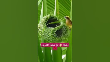 #ماهر_المعيقلي #القرآن_الكريم #سورة_الضحى #صلوا_على_النبي #استغفر_الله_واتوب_إليه