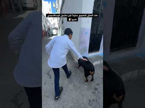 كتعحبو ستيلا     اكسبلور   