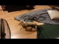 CAT VS SLEEPING BAG