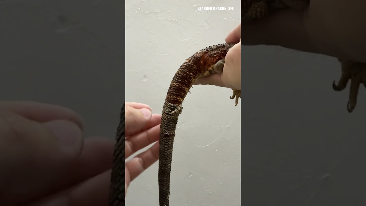 ASMR! Crispy Shedding Bearded Dragon Time  