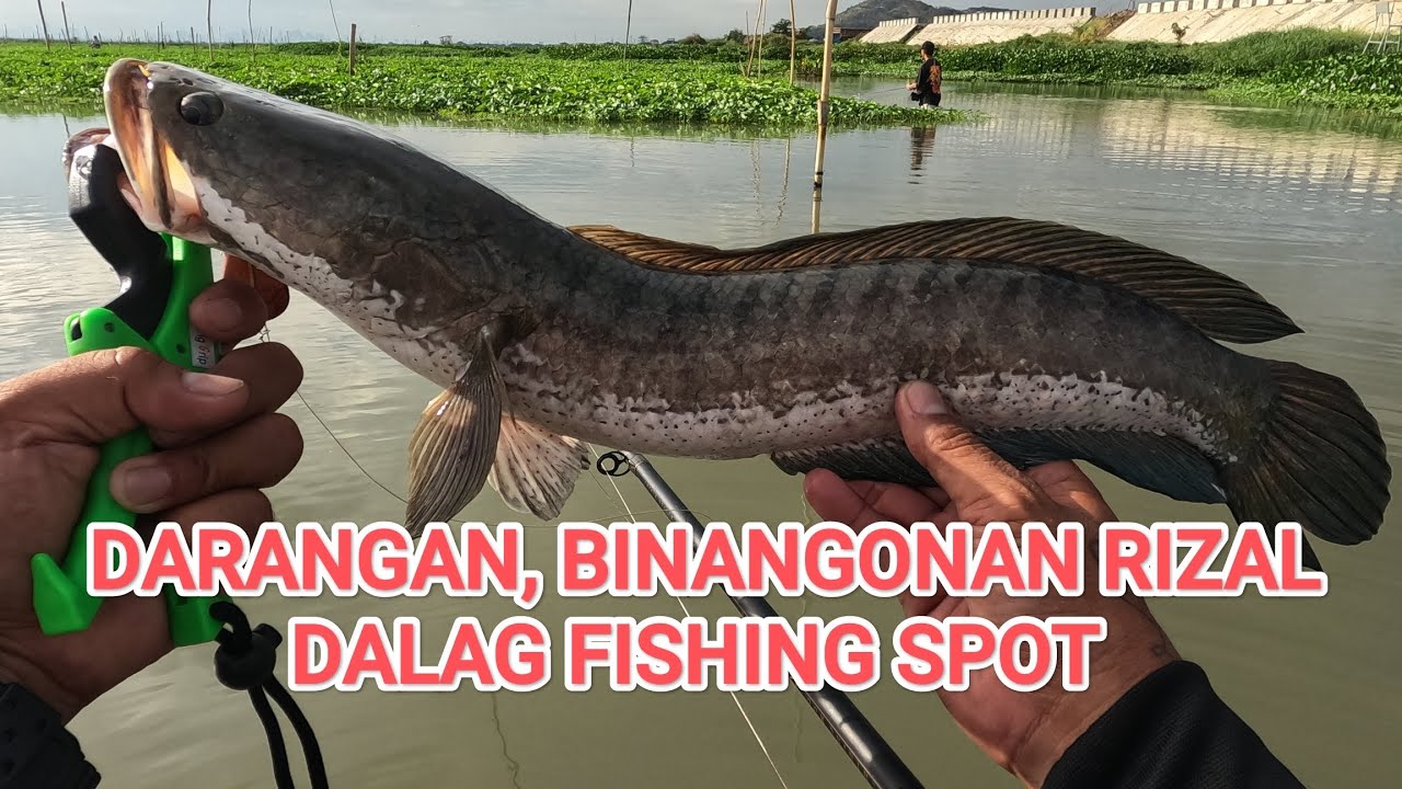 Darangan, Binangonan Rizal dalag fishing spot #snakeheadfishing #binangonanrizal #topwaterlure