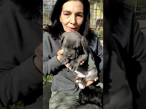 Video: Pet Scoop: prima cucciolata di cuccioli di IVF nati, Sharfighter Shares Oxygen Mask With Dog