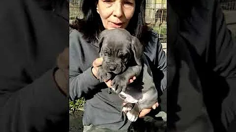Come giocare con un cucciolo di cane corso?