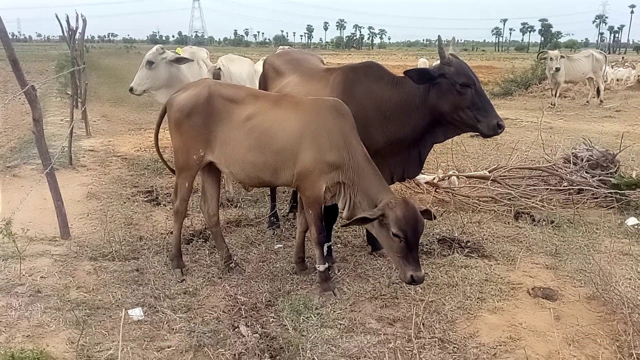 Desi indian cattle breed .