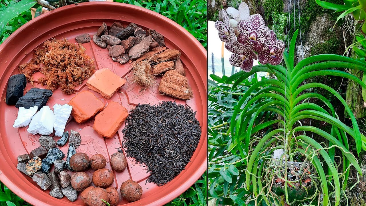 Esse é o MELHOR SUBSTRATO para plantar orquídea na SEMI HIDROPONIA ...