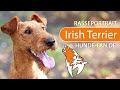 Irish Terrier [2019] Rasse, Aussehen & Charakter の動画、YouTube動画。