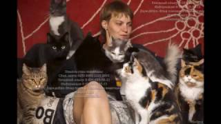 Добрый дом-приют для животных Дари добро cats in shelter waiting for help Добрый дом-приют для животных Дари добро cats in shelter waiting for help