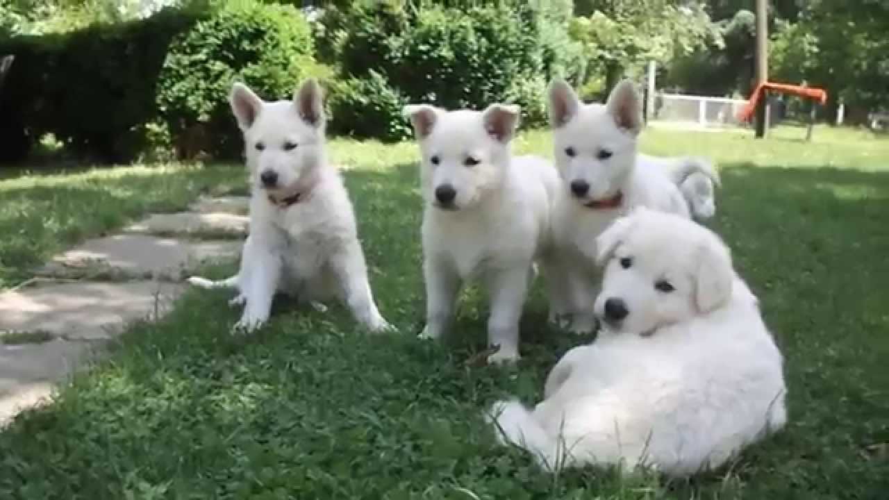 white swiss shepherd breeders