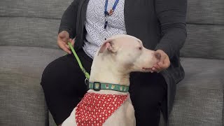 Pet Adoption Tuesday Meet Kimmi