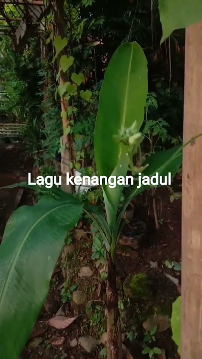 lagu kenangan jadul Grace Simon #shortvideo #lagukenangan #lagujadul #gracesimon #lagujadulindoesia