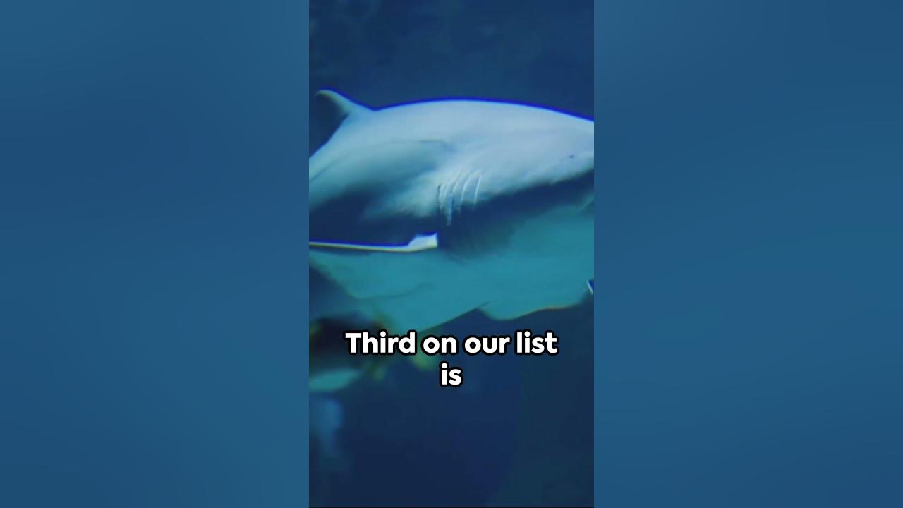 UNCHARTED WATERS MYSTERIOUS MONSTERS! 🚨 Dive DEEP into the sea's TOP 5