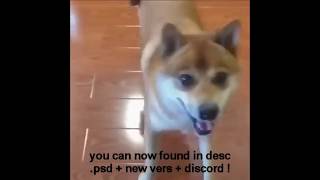 New update !! Dog wif hat pfp V3 !