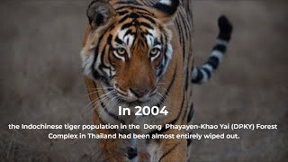 How DSWF is Protecting & Saving Tigers