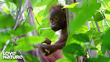 Borneo: Earth's Ancient Eden - Full Documentary | Love Nature