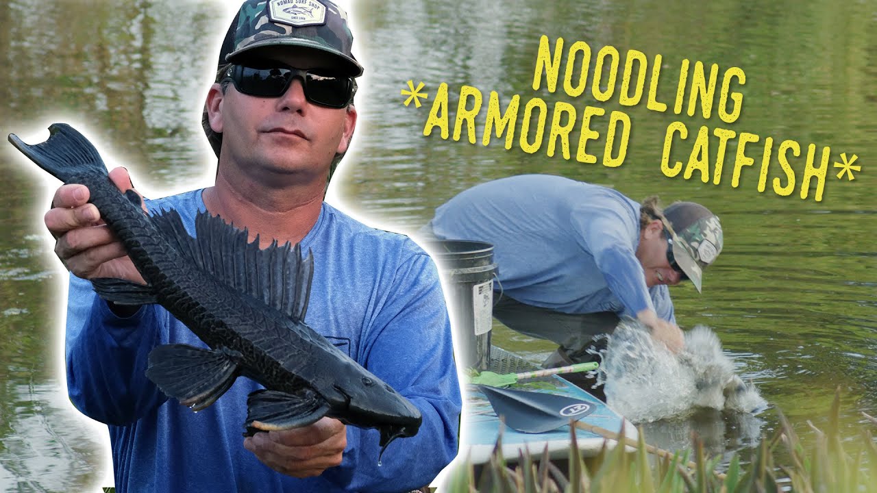 How To Catch PLECO FISH By Hand YouTube how-to-catch-pleco-fish-by-hand-youtube