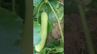Winter Melon nature countrysidelife vegetables