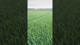 Фунгіцид на пшеницю RGT Реформ по фланговому листу #farming #agriculture #agro