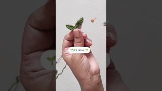 Download Lagu 🌱Tiny leafs🌱                              #viral #crochet #crochettutorial #crochetflowerdesign MP3