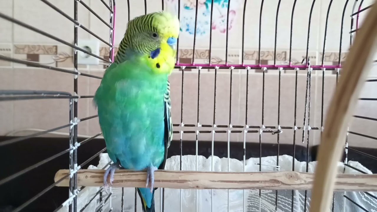 Kuşunuzun Dünyasını Değiştirecek 1 Saatlik Sevgi Dalgası! 🐦 Muhabbet Kuşu Sesi