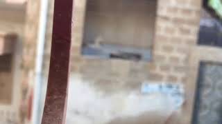 Horror sound slow mo | only slow mo king
