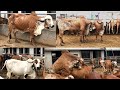 Kamdhenu gir cow gaushala kalpeshbhai Bhavnager, Gujarat ॥ top Quality gir cow ,bull, hifers #gircow