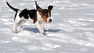 Basset Hound Shedding: Managing Fur Flurries