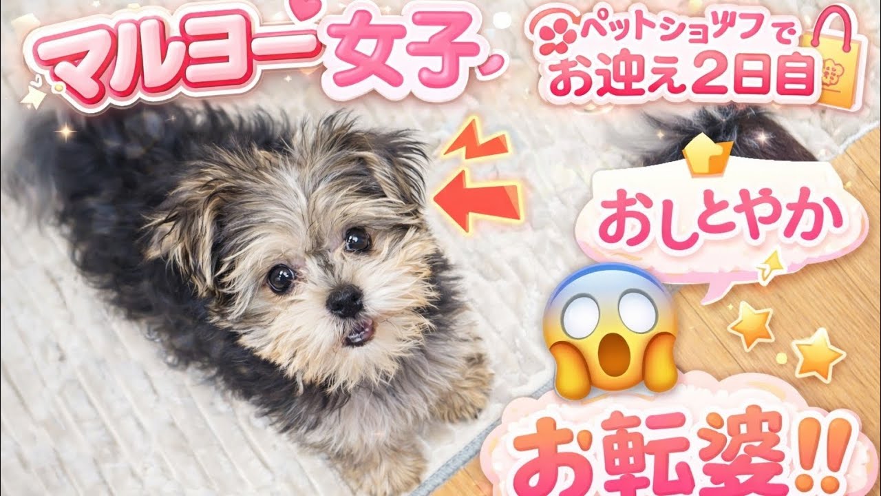 見た目は天使👼中身は台風？🌀清楚詐欺なマルヨー女子が可愛すぎる😃💦ミックス犬