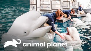 Las adorables belugas se dejan acariciar por sus cuidadoras | Animal Planet