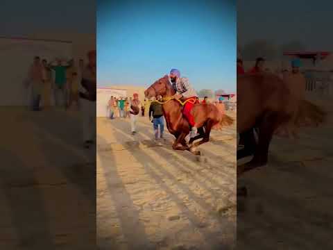 Talwandi Sabo horse Race #sidhumoosewala#horse#horselover#rider#tophorse